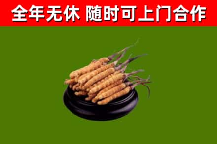 双清回收冬虫夏草